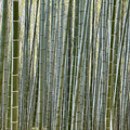 IMG_8791.jpeg