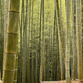 IMG_8793.jpeg