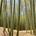 IMG_8797.jpeg