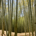 IMG_8798.jpeg