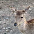 IMG_8941.jpeg