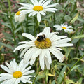 IMG_2604.jpeg