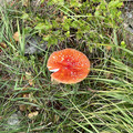IMG_3686.jpeg