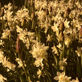 IMG_4318.jpeg