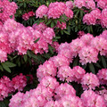 IMG_7068.jpeg