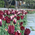 IMG_8916.jpeg
