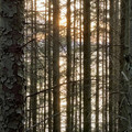 IMG_3738.jpeg
